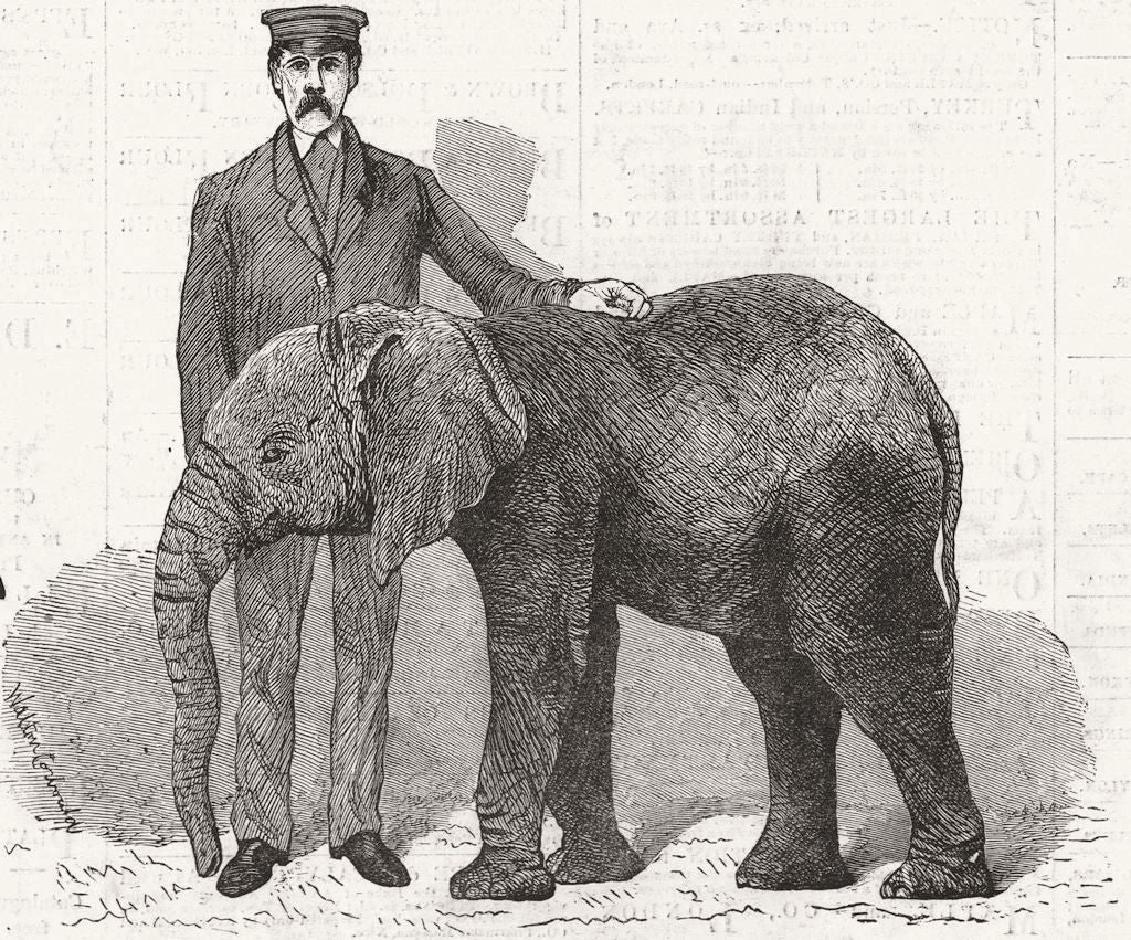 ELEPHANTS. Jingo, young African elephant 1882 old antique print picture